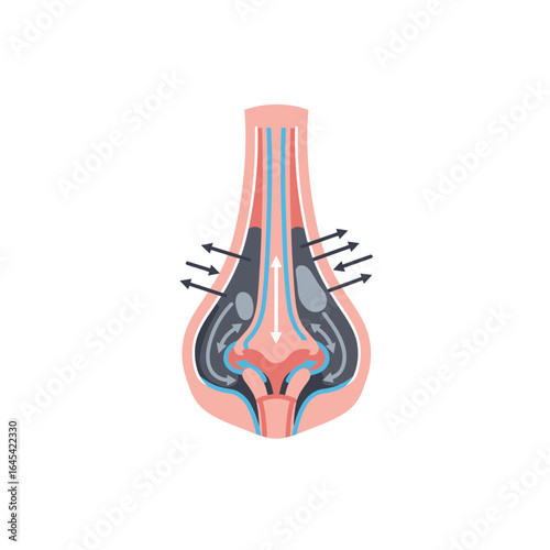 Nose Anatomy Diagram: A detailed medical illustration reveals the intricate inner workings of the human nose, with a focus on the nasal passage and airflow.