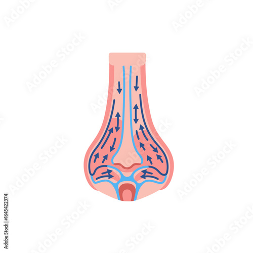Nasal Cavity: A detailed illustration of the human nasal cavity, showcasing the intricate network of passages responsible for airflow, scent, and respiratory function.