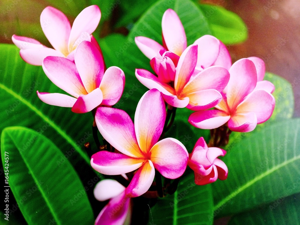 Fototapeta premium pink frangipani flower 