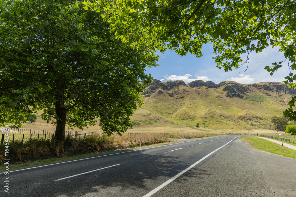 Fototapeta premium ニュージーランド ホークス・ベイ地方にあるテ・マタ・ピーク近くのワイマラマ・ロードの並木道