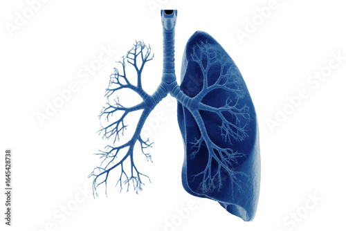 Scientific digital illustration of the human respiratory system showing lungs and bronchi