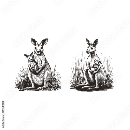 engraving style illustration of a kangaroo with its joey. Fine line work captures the gentle bond between parent and child