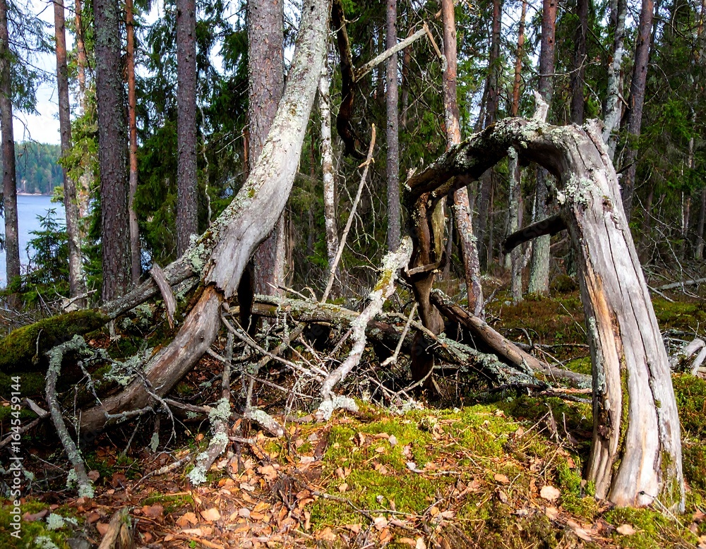 Obraz premium Fallen trees, moss-covered, create a natural arch in a pine forest near a lake