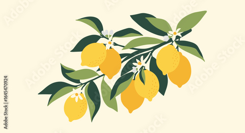 A bunch of fresh lemons growing on a tree branch with green leaves and white flowers