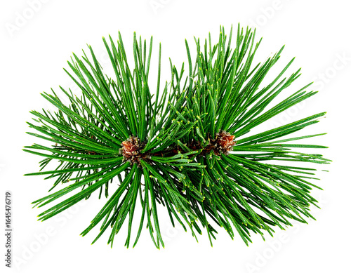 Single Swiss Stone Pine Branch with Needles Spread, Front View, Isolated on White