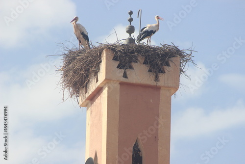 White stork nest on top of a mosque