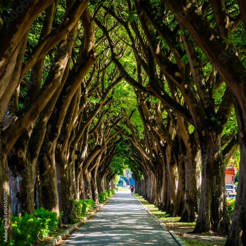 Lush tree-lined avenue