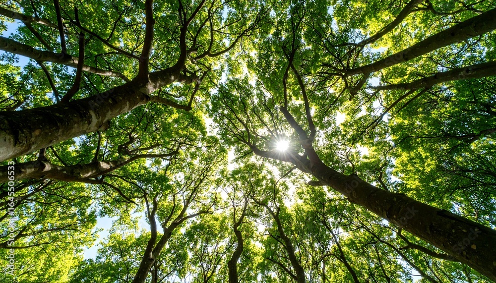 Fototapeta premium Lush trees canopy view