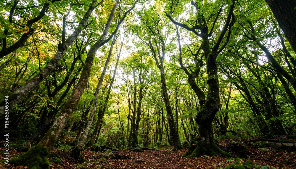 Naklejka premium Lush green forest with tall trees, dappled sunlight, and mossy undergrowth