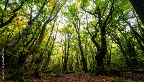 Lush green forest with tall trees, dappled sunlight, and mossy undergrowth
