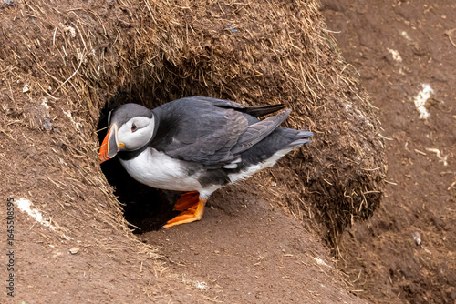 puffin standing near nest