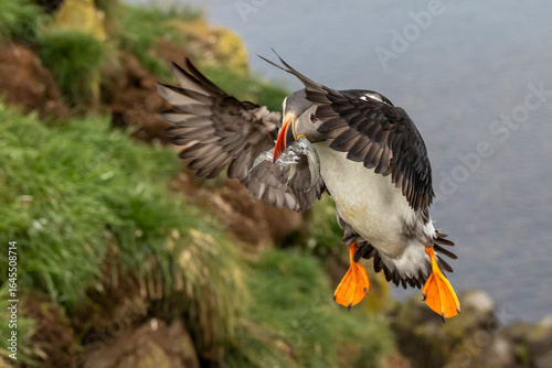 puffin with some fish