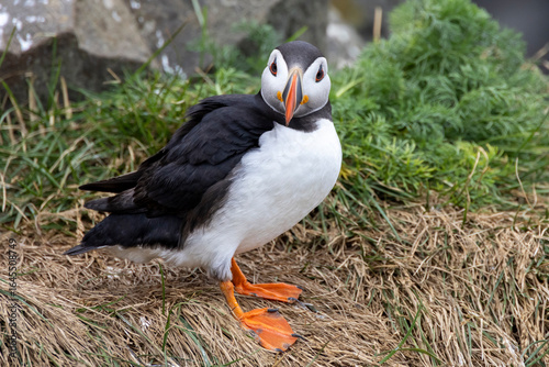 puffin looking at camera