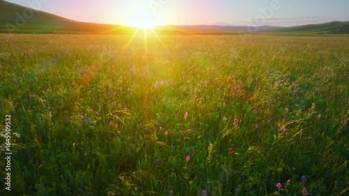 A Beautiful Meadow Under the Setting Sun