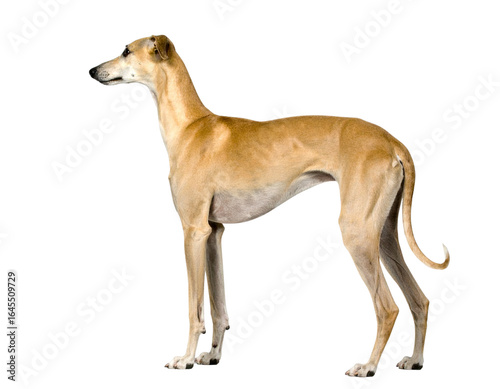 Rampur Greyhound Standing in Full Profile, isolated on transparent background.