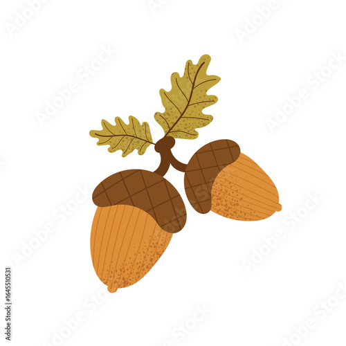 Brown acorns with textured caps and oak leaves. Autumn forest nut plant element. Vector illustration isolated on white background.