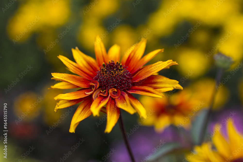 Obraz premium rudbeckia flowers in the garden - soft focus