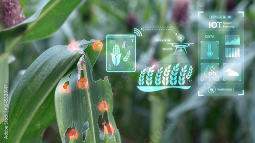 Obraz na plátně Corn leaf damaged by pests detected by smart farming IoT technology and drone, c