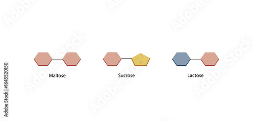 Disaccharides maltose, sucrose and lactose. Vector Illustration.	