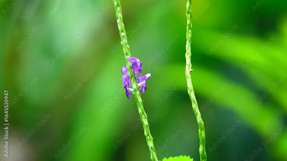 Thai butterfly in garden garden summer flower and butterfly flower butterfly flower butterfly Thai butterfly in garden garden summer flower and butterfly flower butterfly flower butterfly