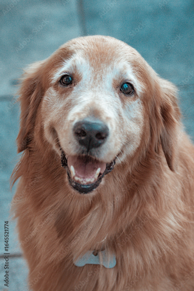 Fototapeta premium golden retriever portrait