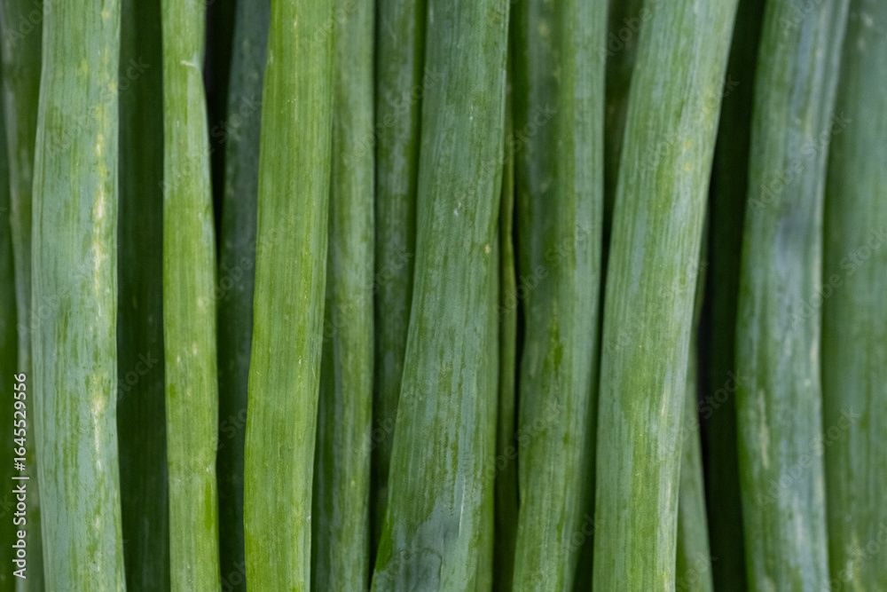 Green onion background. Close up bunch green onions. Green onion background. Close up bunch green onions.