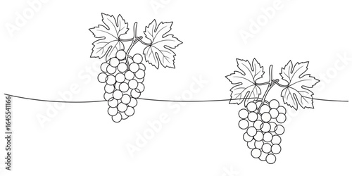 UntitledIllustration of two grape clusters hanging from a vine, isolated on white background, showcasing the fruits natural beauty and agricultural significance in viticulture and winemaking