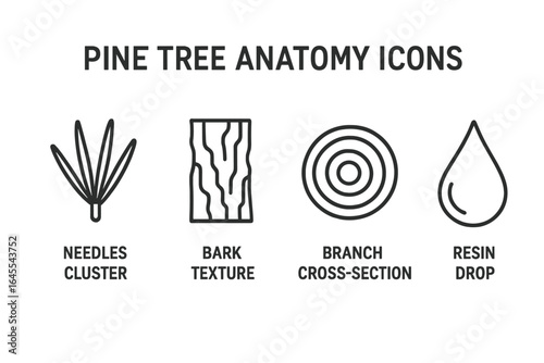 Pine tree anatomy vector icon set. Botanical infographic of conifer parts. Needles, bark texture, branch cross-section, resin drop. Forest biology linear icons. Wood log.