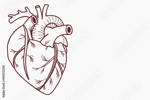 Anatomical heart outline dark red on white human heart cardiovascular system