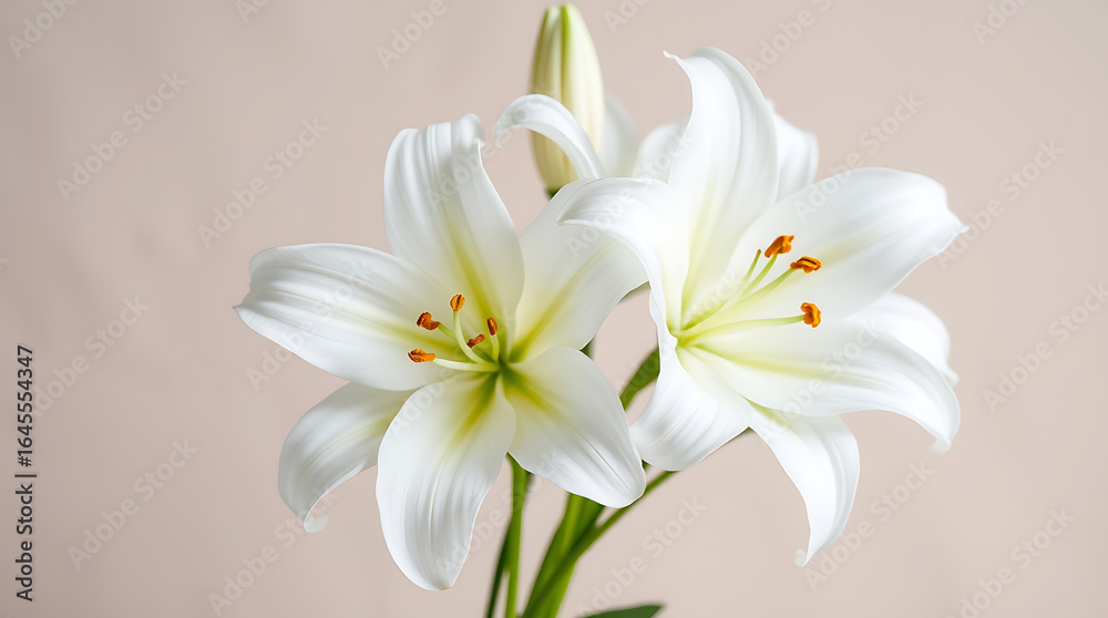 Obraz premium A bouquet of beautiful white frangipani flowers with a touch of yellow sits on a clean white background