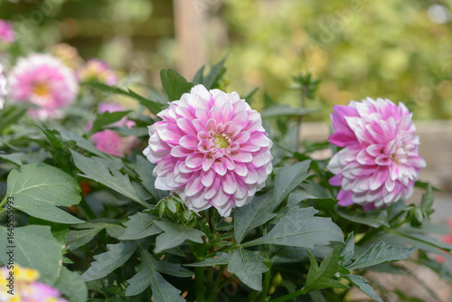 double pink and white tipped miniature dahlia plants in bloom outdoors in a summer garden