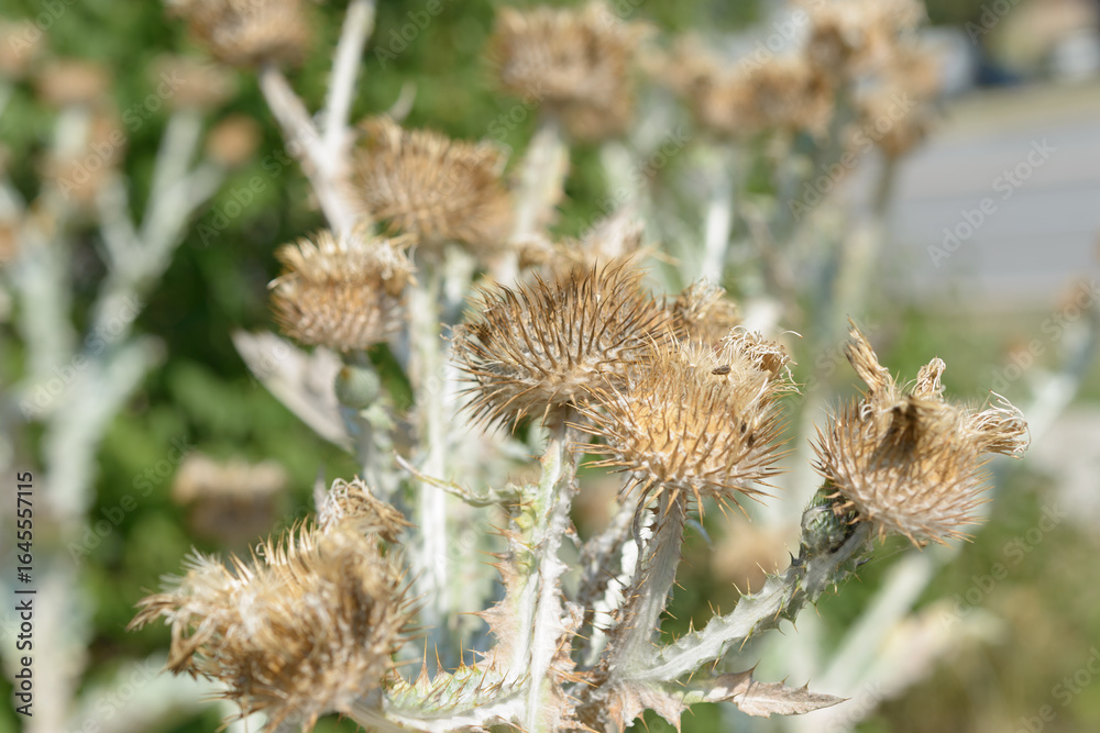 Obraz premium close-up of cotton thistle seed heads (onopordum acanthium)