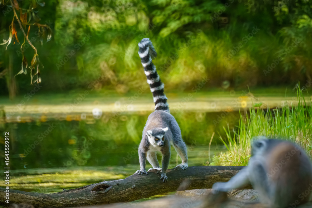 Fototapeta premium A Curious Ring-Tailed Lemur Exploring a Fallen Log Near a Serene Water Body, With a Strikingly Bold Tail Raised High and Lush Green Background Enhancing the Scene