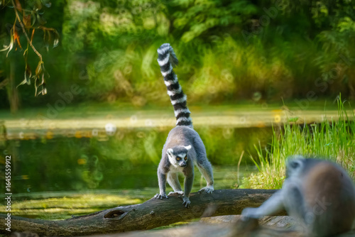 A Curious Ring-Tailed Lemur Exploring a Fallen Log Near a Serene Water Body, With a Strikingly Bold Tail Raised High and Lush Green Background Enhancing the Scene