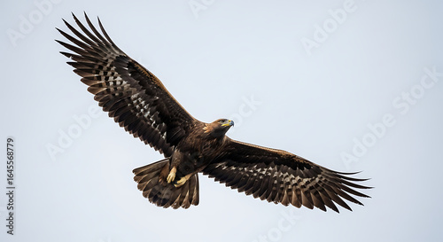 Majestic Golden Eagle Soaring with Wings Fully Extended Against a Pale Sky.