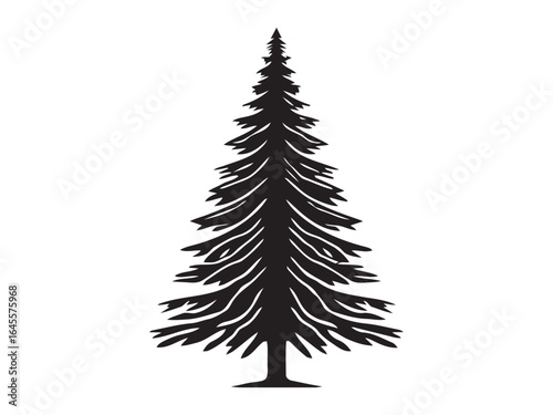 Silhouette of a majestic evergreen tree.
