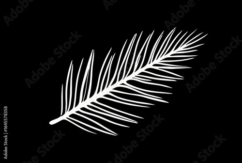 White palm frond against black background.
