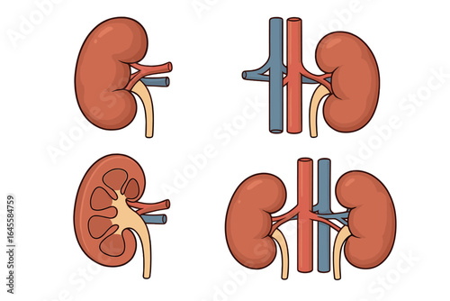 Human kidneys anatomy vector illustration set. Medical diagram of urinary system organ. Cross section, renal artery, vein, aorta. Urology, biology cartoon icon collection.