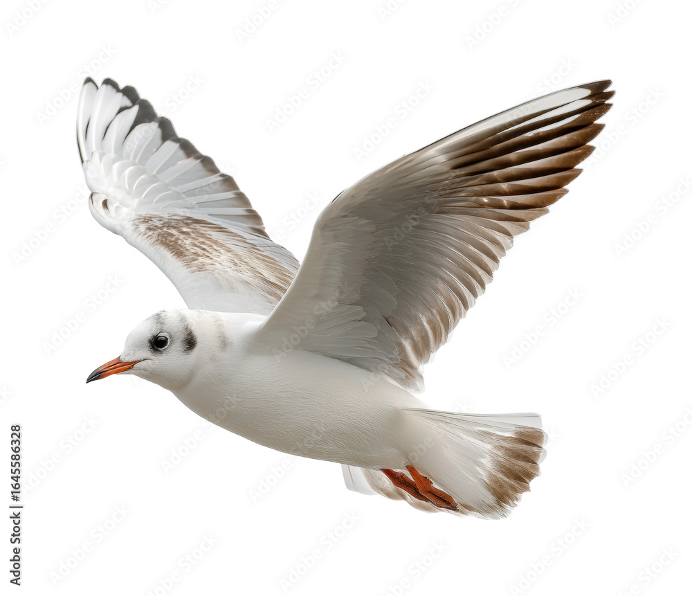 Obraz premium Seagull in flight coastal region animal natural habitat, isolated on transparent background, png