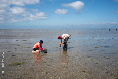 Pêche à pied, palourde; ruditapes decussatus, Passage du Gois, baie de Bourgneuf, Vendée, 85, France