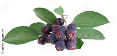 Serviceberry with green leaves isolated on white background. Saskatoon, amelanchier, shadbush, juneberry, irga or sugarplum ripe berries.