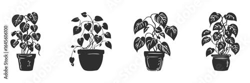 Three potted plants in various stages of growth.