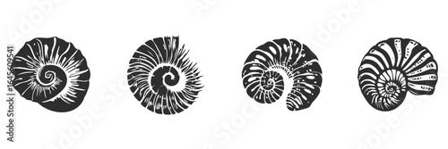 Spiral shells, black and white, detailed design.