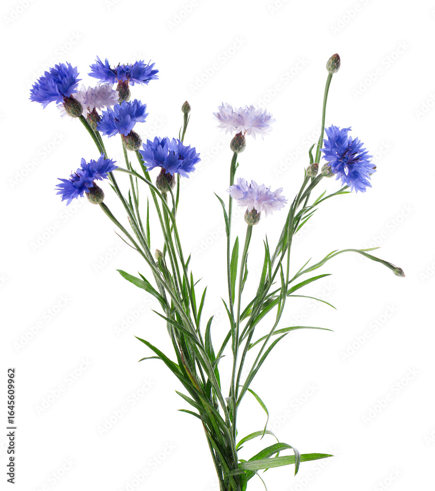 Fototapeta premium Blue Cornflower isolated on white background. Centaurea cyanus or bachelor's button flowers.