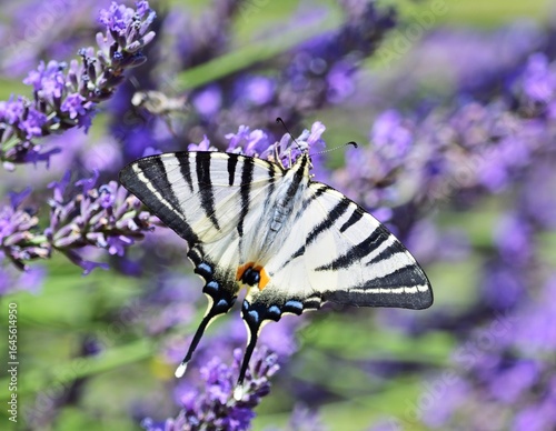 Segelfalter (Iphiclides podalirius) auf Lavendel