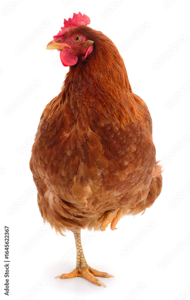 Fototapeta premium Brown chicken standing on one leg isolated on white background