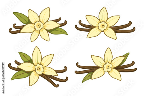 Set of vanilla flowers and pods. Vector illustration of aromatic spice for cooking and baking. Natural food ingredient. Exotic blossom with beans and leaves isolated on white.