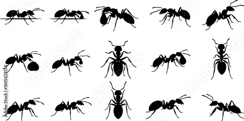 Collection of Ant Silhouettes in Various Poses and Views