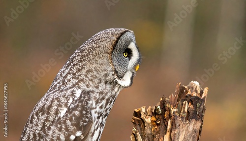 Wallpaper Mural Grey owl perched on a weathered tree stump. Torontodigital.ca