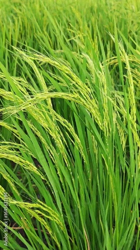 Wallpaper Mural Green rice ears swaying with the wind in the field Torontodigital.ca